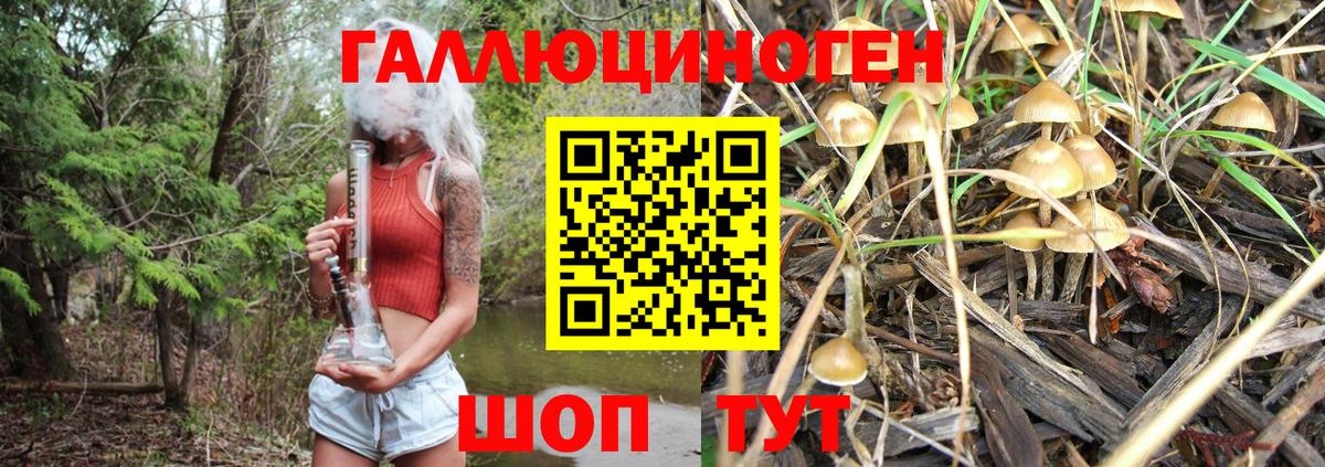 Псилоцибиновые грибы Cubensis  Санкт-Петербург  Псилоцибиновые грибы Psilocybe 